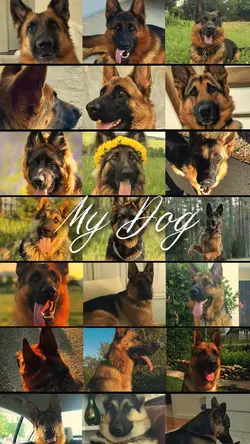 Dog cute