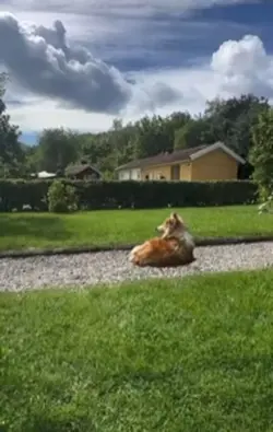 Dog goes to.