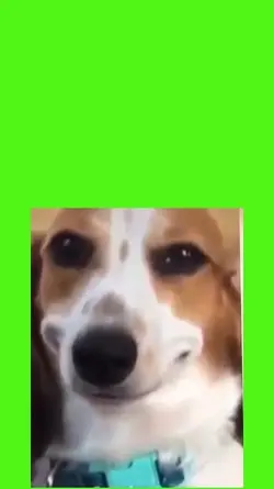 perro riendo