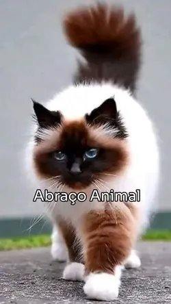 Abraço de Cão e gato