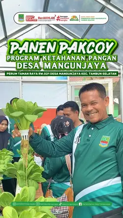 Panen Pakcoy