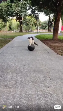 Cats Adventure