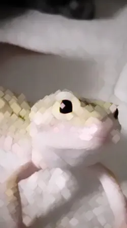 lizard edit 