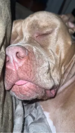 Pitbull 