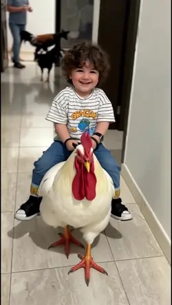 Criança na Galinha 