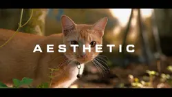 Aesthetic HD 5 klip