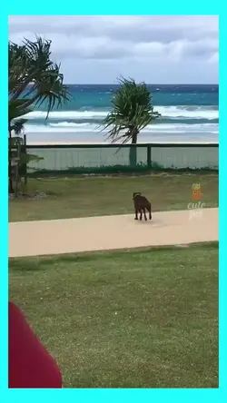 Tiktok viral 