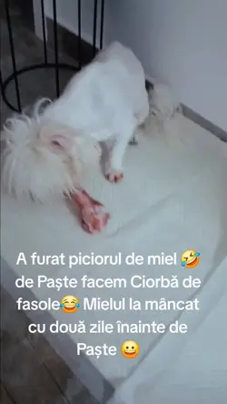 Atenție mușcă 