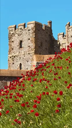 Spring Tulips