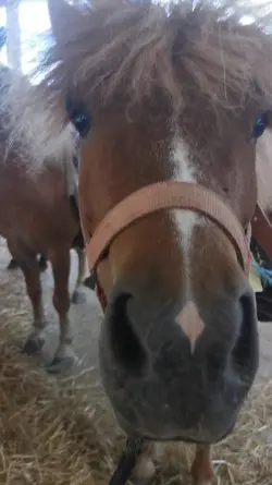 Equitation 