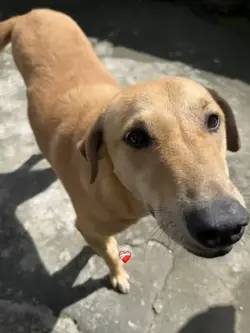 Cachorro ❤️