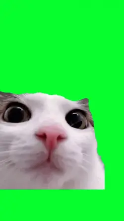 blink cat