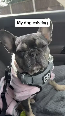 My dog existing