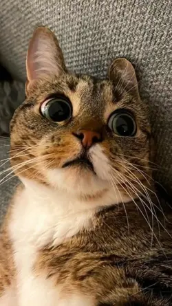 CAT zoom