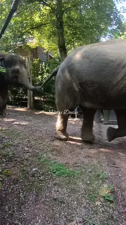 Pairi Daiza