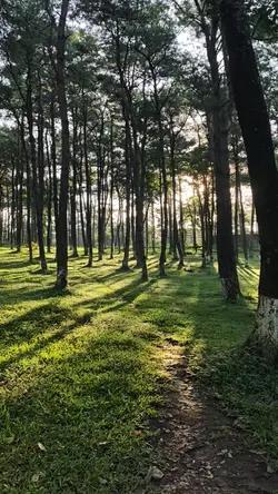 Lạc vào trong rừng