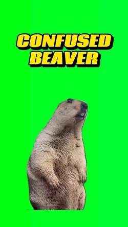 Confused beaver