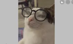 Gato