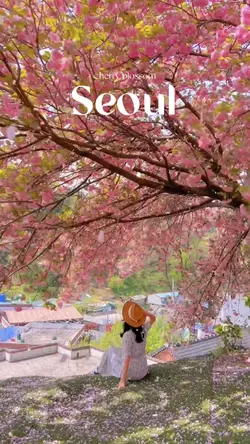 vlog cherry blossom