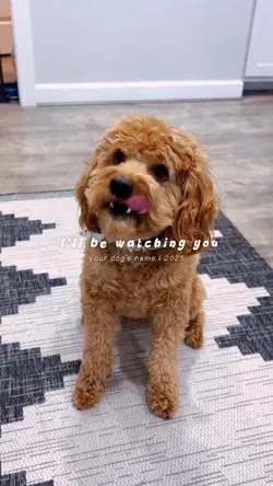 Love dog