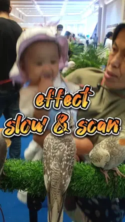 slow&scan ef