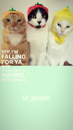 Trio cats 