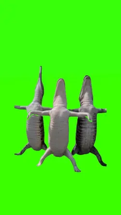 dancing crocodile 