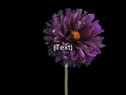 dying flower