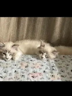 まったり猫時間