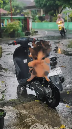 kucing kicau mania