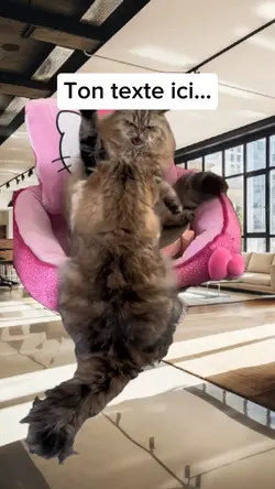 Cat fight