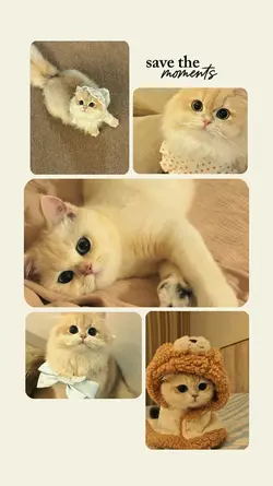 cat moments frame