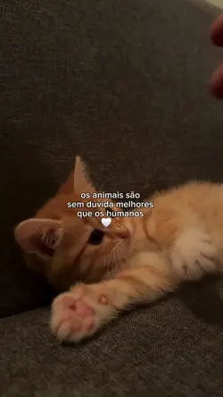 os animais