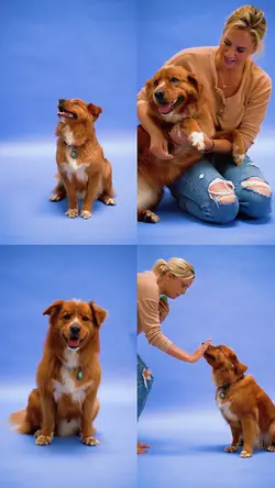 Pet Moment
