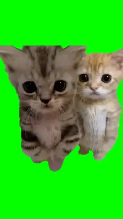 Meow cats hugging 