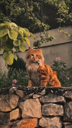 CAT🐈~~SLOWMO
