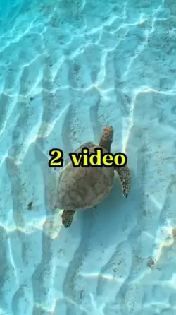 two videos