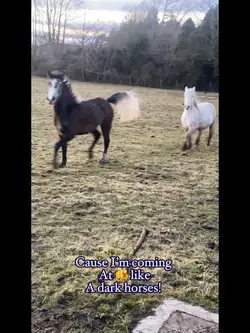 Dark horse