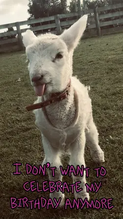 No birthday