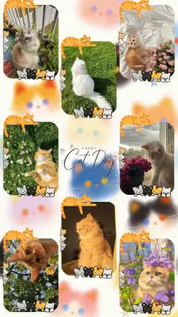 CAT DAY