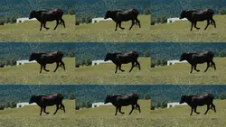 Pet Split Screen