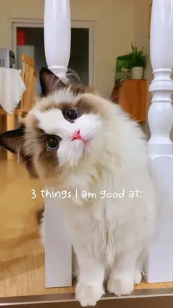 My cute cat