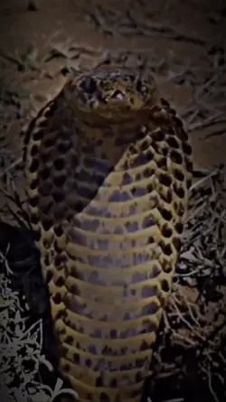 The snake 