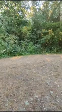 Dai dai