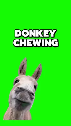 DONKEY CHEWING