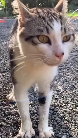 Talking cats 