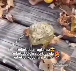 gülen kurbağa