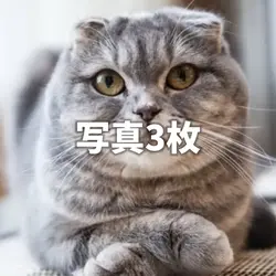 写真3枚