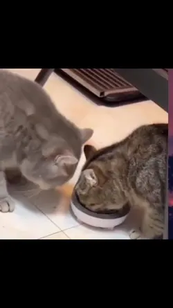 Nah gitu dong akur