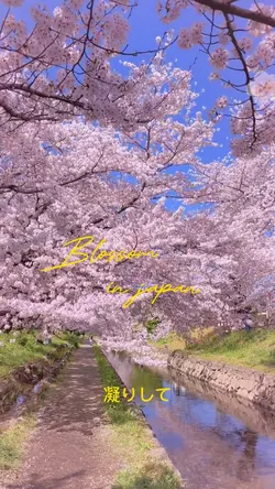 bunga sakura